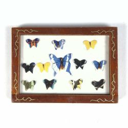 Butterfly Display Box